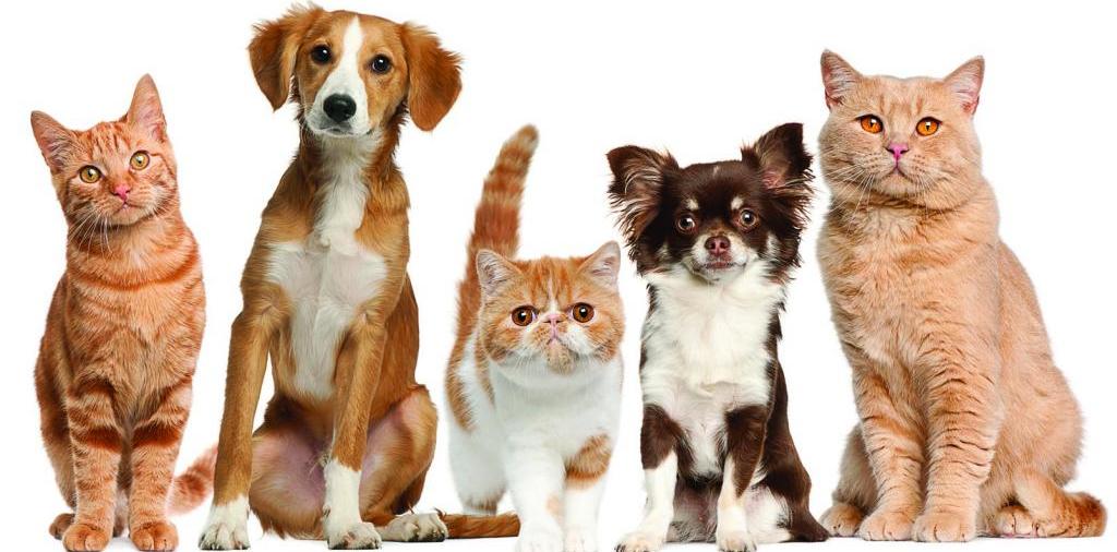 Доска объявлений о животных | ЗооТом - продажа, вязка и услуги для животных в Суоярви