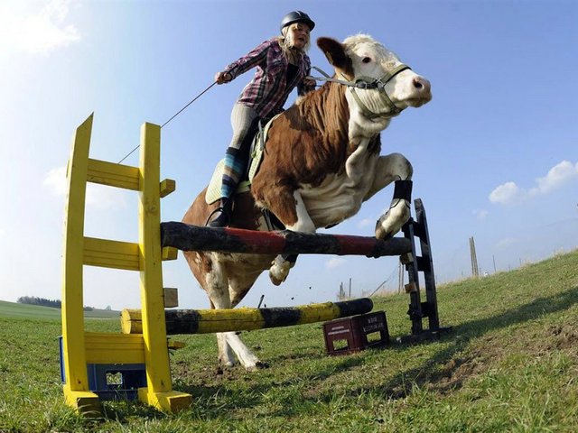 Статьи о коровах в Суоярви | ЗооТом портал о животных