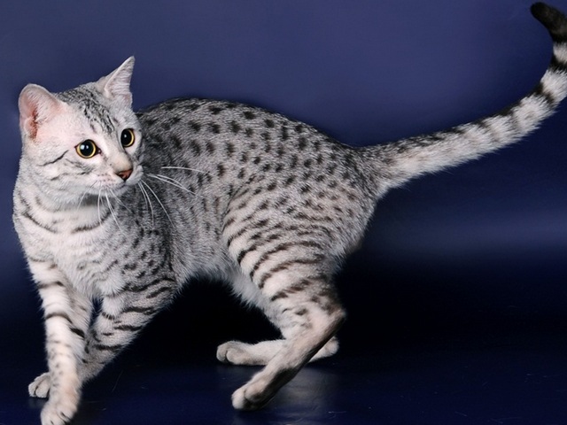 Породы кошек в Суоярви | ЗооТом портал о животных