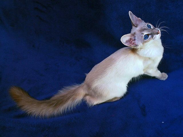 Выведенные породы кошек в Суоярви | ЗооТом портал о животных