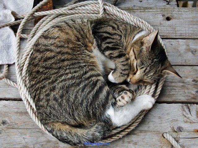 Все о кошках в Суоярви | ЗооТом портал о животных