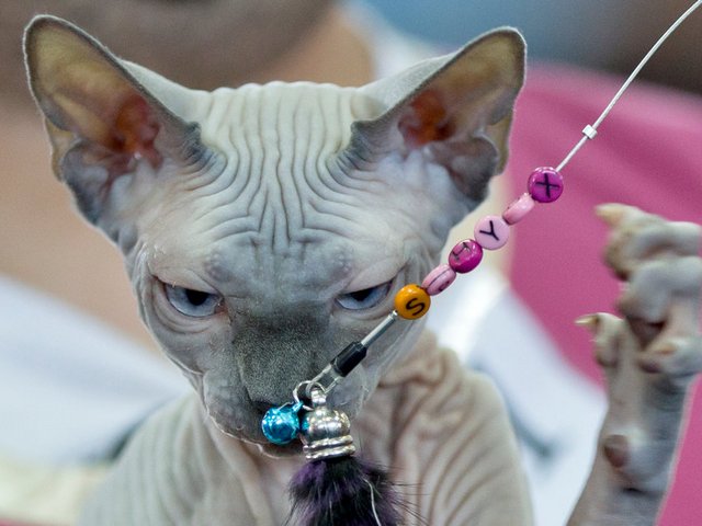 Выставки кошек в Суоярви | ЗооТом портал о животных