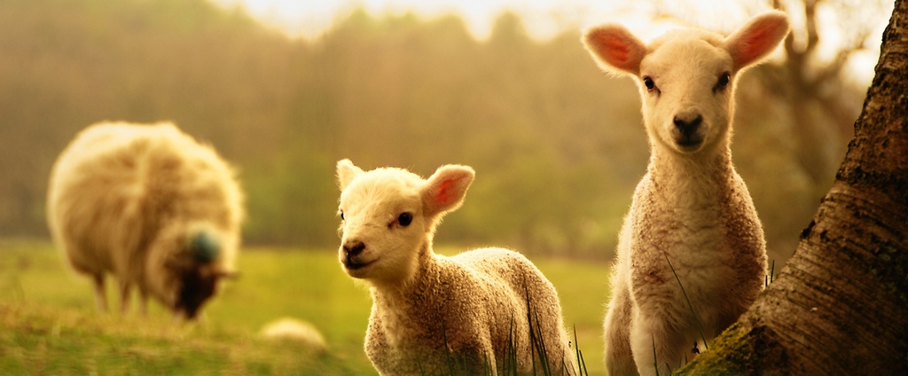 Объявления о сельскохозяйственных животных | ЗооТом - продажа, вязка и услуги для животных в Суоярви