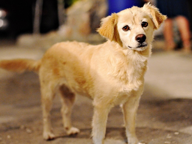 Породы собак в Суоярви | ЗооТом портал о животных
