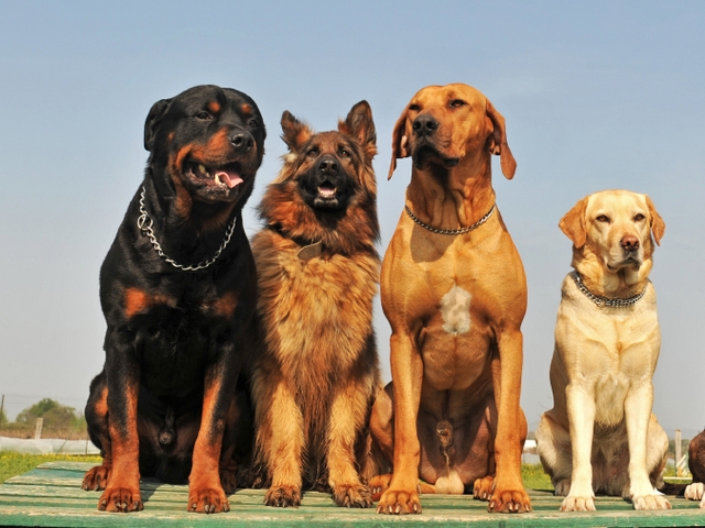Крупные породы собак в Суоярви | ЗооТом портал о животных